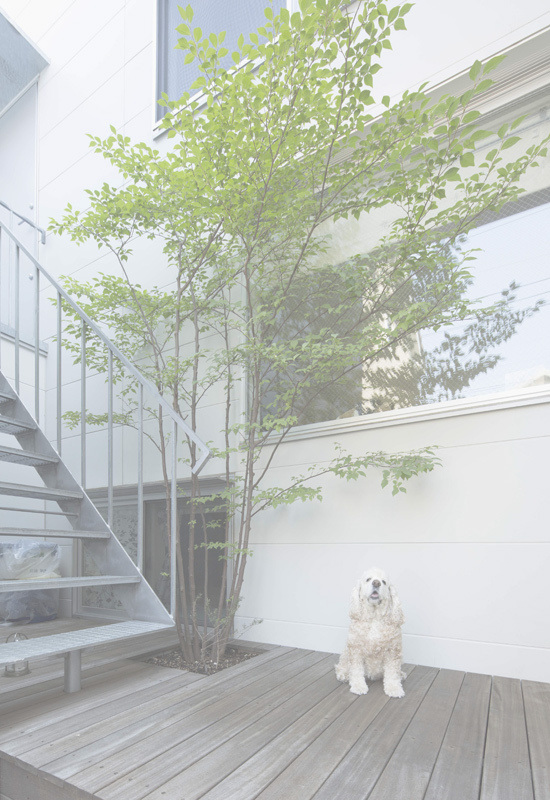 光と風を共有する家エントランステラス